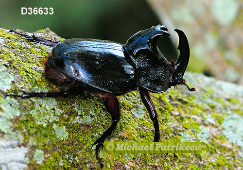 Black Pan Beetle (Enema pan)